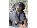 Adopt Zoey a Black - with Tan, Yellow or Fawn Doberman Pinscher / Mixed dog in