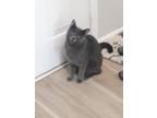 Adopt ASHE a Gray, Blue or Silver Tabby Domestic Shorthair / Mixed cat in