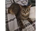 Adopt Cosmo a Brown Tabby Domestic Shorthair / Mixed (short coat) cat in