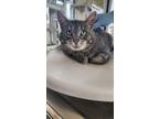 Adopt Gerald a Gray or Blue Domestic Shorthair / Domestic Shorthair / Mixed cat