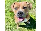Adopt Wendy a Brown/Chocolate American Pit Bull Terrier / Mixed dog in Justin