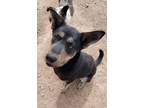 Adopt Julius a Black Shepherd (Unknown Type) / Mixed dog in Nogales