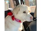 Adopt Lucylu a White Jindo / Shiba Inu / Mixed dog in las vegas, NV (37505917)