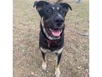 Adopt Ozzy SB a Black German Shepherd Dog / Husky / Mixed dog in Everett