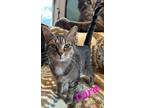 Adopt Cara a Brown Tabby Domestic Shorthair (short coat) cat in schenectady