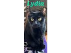 Adopt Lydia a All Black Domestic Shorthair (short coat) cat in schenectady