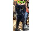 Adopt Rebel a All Black Domestic Shorthair (short coat) cat in schenectady