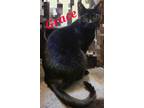 Adopt Grace a All Black Domestic Shorthair (short coat) cat in schenectady