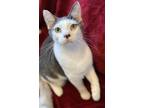 Adopt Diego a White (Mostly) Domestic Shorthair / Mixed (short coat) cat in