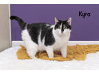 Adopt Kyra a All Black Domestic Shorthair / Mixed Breed (Medium) / Mixed (short