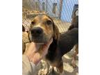 Adopt rufus a Black - with Brown, Red, Golden, Orange or Chestnut Beagle / Mixed