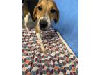Adopt rhiana a Black - with Brown, Red, Golden, Orange or Chestnut Beagle /