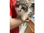 Adopt Dust Bunny a Gray or Blue Domestic Shorthair / Domestic Shorthair / Mixed