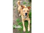 Adopt Molly a Tan/Yellow/Fawn German Shepherd Dog / Mixed Breed (Medium) / Mixed