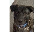 Adopt Alice a Black Shar Pei / Mixed dog in Anderson, IN (37700514)