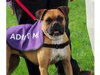 Adopt JASMINE a Tan/Yellow/Fawn Boxer / Mixed dog in Kuna, ID (37742385)