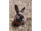 Adopt Ms. Grinch a Chocolate Other/Unknown / Mixed rabbit in Edmonton