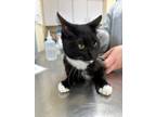 Adopt Huevos a All Black Domestic Shorthair / Domestic Shorthair / Mixed cat in