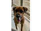 Adopt Daisy Mae a Red/Golden/Orange/Chestnut Mixed Breed (Large) / Mixed dog in