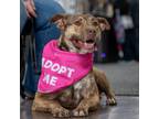 Adopt Hazel a Brindle German Shepherd Dog / Pit Bull Terrier / Mixed dog in