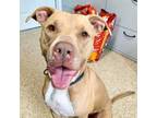 Adopt Bowser a Tan/Yellow/Fawn - with White Pit Bull Terrier / Mixed dog in