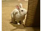 Adopt Minnie a White Flemish Giant / Mixed (short coat) rabbit in Edina