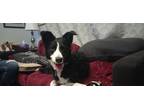 Adopt Quinn a Black Border Collie / Mixed dog in Calgary, AB (37717561)