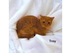 Adopt Troy a Orange or Red Domestic Shorthair / Domestic Shorthair / Mixed cat
