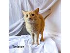 Adopt Twister a Orange or Red Domestic Shorthair / Domestic Shorthair / Mixed