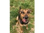 Adopt Claire a Black - with Tan, Yellow or Fawn German Shepherd Dog / Mountain