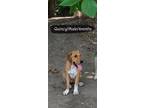 Adopt Quincy a Red/Golden/Orange/Chestnut Hound (Unknown Type) / Mixed dog in