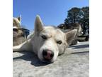 Adopt Leela a White - with Tan, Yellow or Fawn Husky / Mixed dog in Eufaula