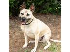 Adopt Scout 6946 a Tan/Yellow/Fawn German Shepherd Dog / Pit Bull Terrier /