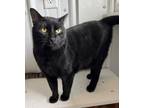 Adopt Panther a Domestic Shorthair / Mixed (short coat) cat in Hartford City