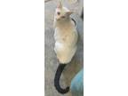 Adopt Alabaster a Domestic Shorthair / Mixed (short coat) cat in San Jacinto