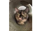 Adopt Miss kitty a Domestic Longhair / Mixed (long coat) cat in Saint Albans