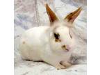 Adopt Storm a Other/Unknown / Mixed (short coat) rabbit in Scotts Valley