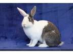 Adopt Jazzy a Dutch / Mixed (short coat) rabbit in Scotts Valley, CA (37543575)