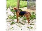 Adopt Blossom a Hound (Unknown Type) / Mixed dog in Hampton, VA (37510867)