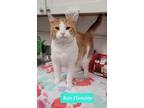 Adopt Ron Fleasley a Domestic Shorthair / Mixed (short coat) cat in Richmond