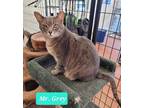 Adopt Mr. Grey a Domestic Shorthair / Mixed (short coat) cat in Richmond