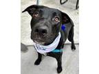 Adopt Phenox a Black - with White Labrador Retriever / Mixed Breed (Medium) /