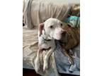 Adopt Pretty Girl a White - with Tan, Yellow or Fawn Pit Bull Terrier dog in
