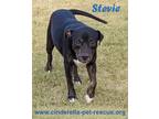 Adopt Stevie a Black - with White Pit Bull Terrier / Labrador Retriever dog in