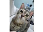 Adopt Paprika a Brown Tabby Domestic Shorthair / Mixed (short coat) cat in