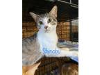 Adopt Shinobu a Domestic Shorthair / Mixed (short coat) cat in El Dorado