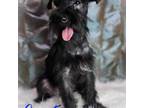 Harvest Is A Black Roan APRI REGISTERED Miniature Schnauzer Boy Ready For His Forever Home Will Be UTD On Shots N Worming 1year Health Guarantee LIFET