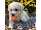 Bichon Frise Puppy for sale in Rincon, GA, USA