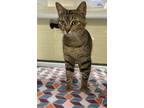 Adopt Precious a Tabby, Domestic Short Hair