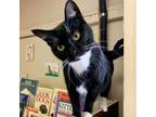 Adopt Madre a Domestic Short Hair